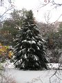 more snow nov 2019 012